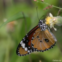 Danaus chrysippus Linnaeus, 1758